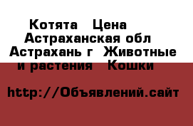 Котята › Цена ­ 1 - Астраханская обл., Астрахань г. Животные и растения » Кошки   